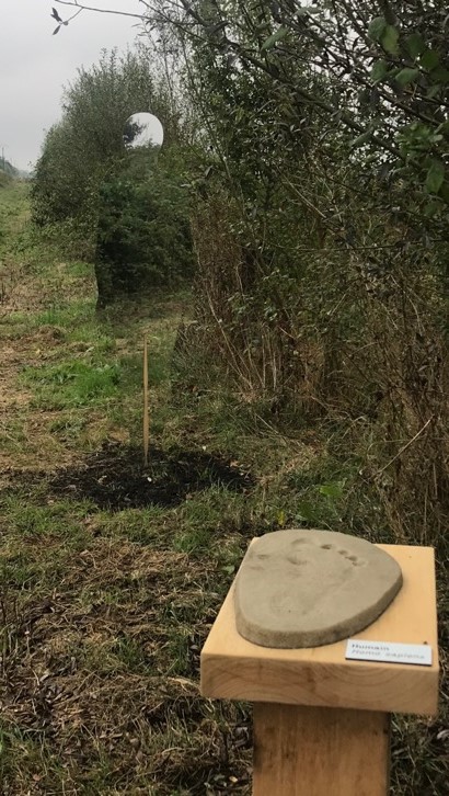 Illustration du sentier d’interprétation des Olives à Parempuyre